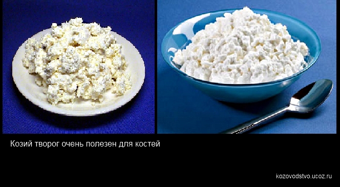 Как быстро сделать творог из козьего молока Как быстро сделать творог из козьего молока